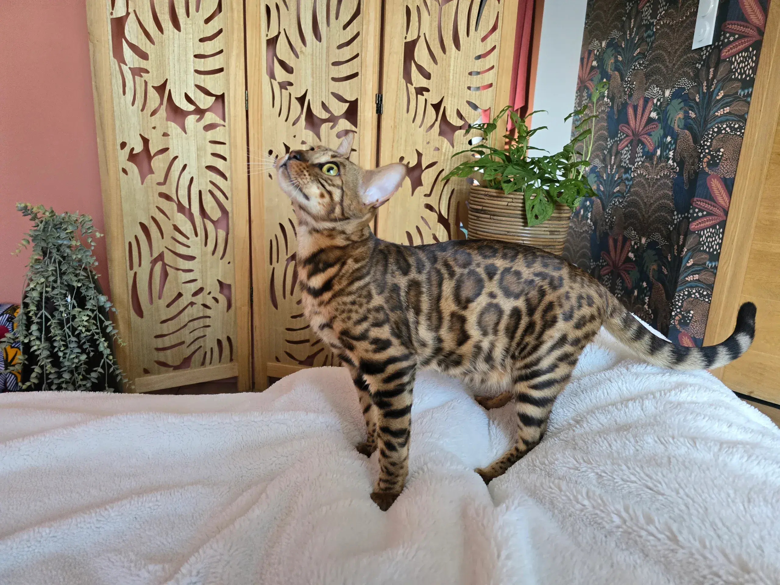 PRESTIGE BENGAL Abby