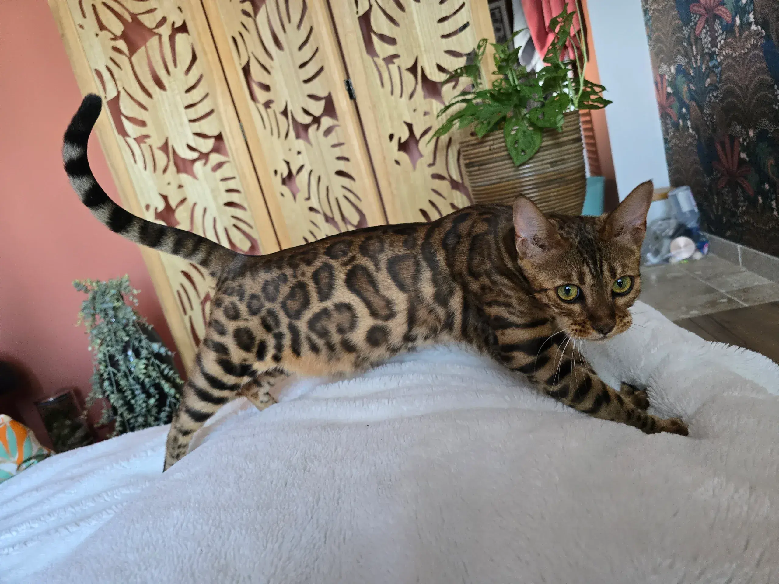 PRESTIGE BENGAL Abby