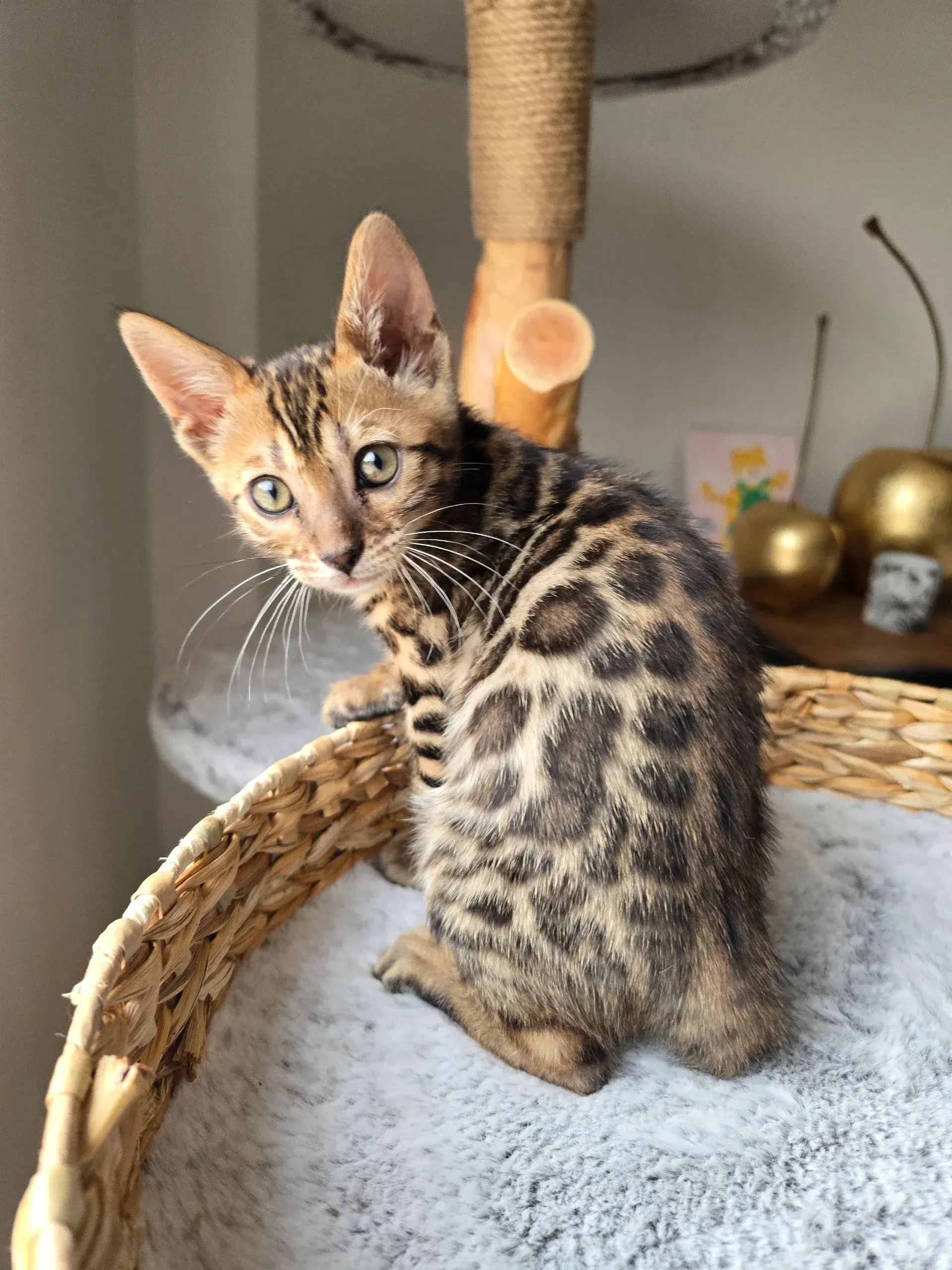 PRESTIGE BENGAL Abby