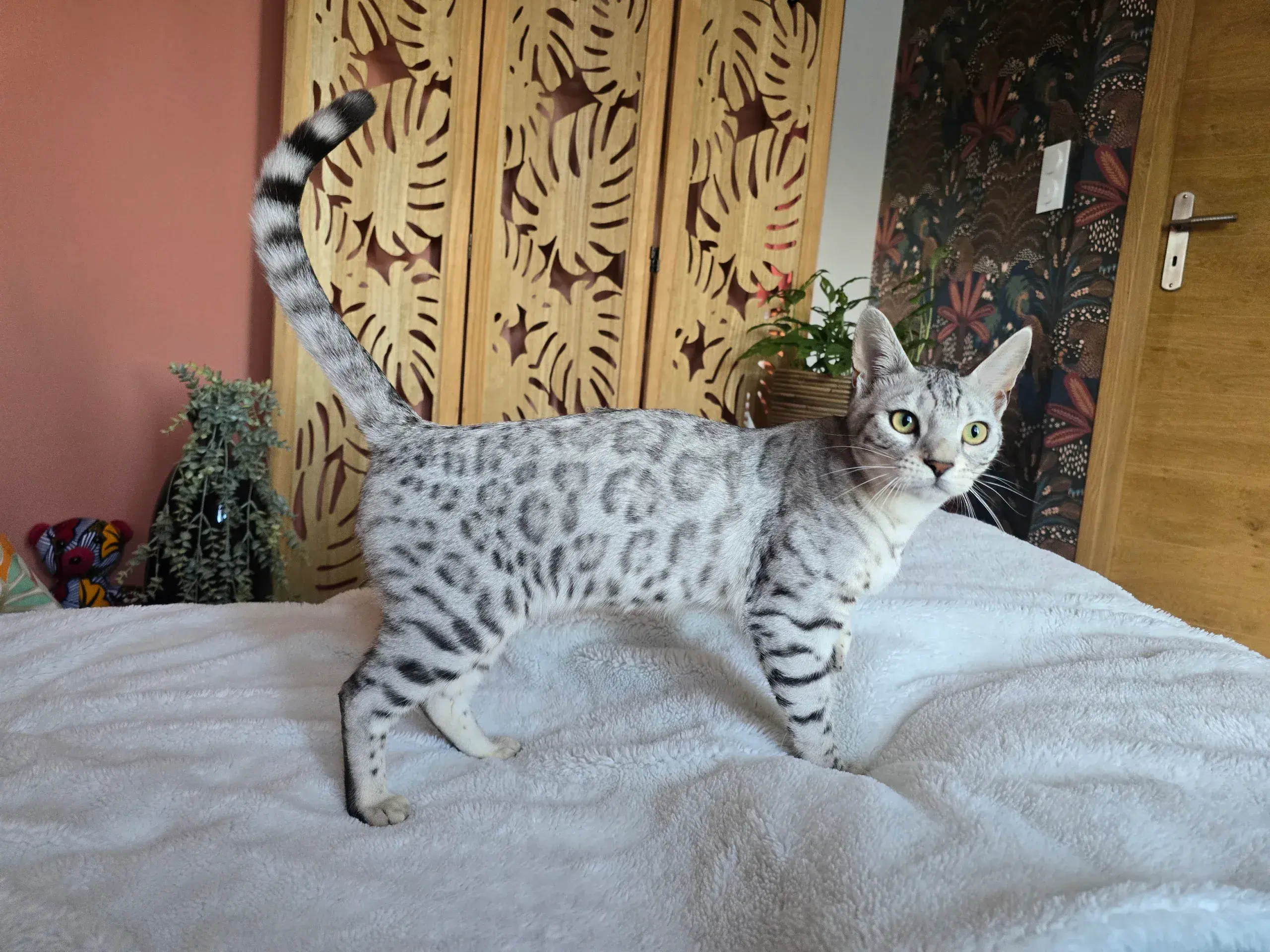 PRESTIGE BENGAL Arizona