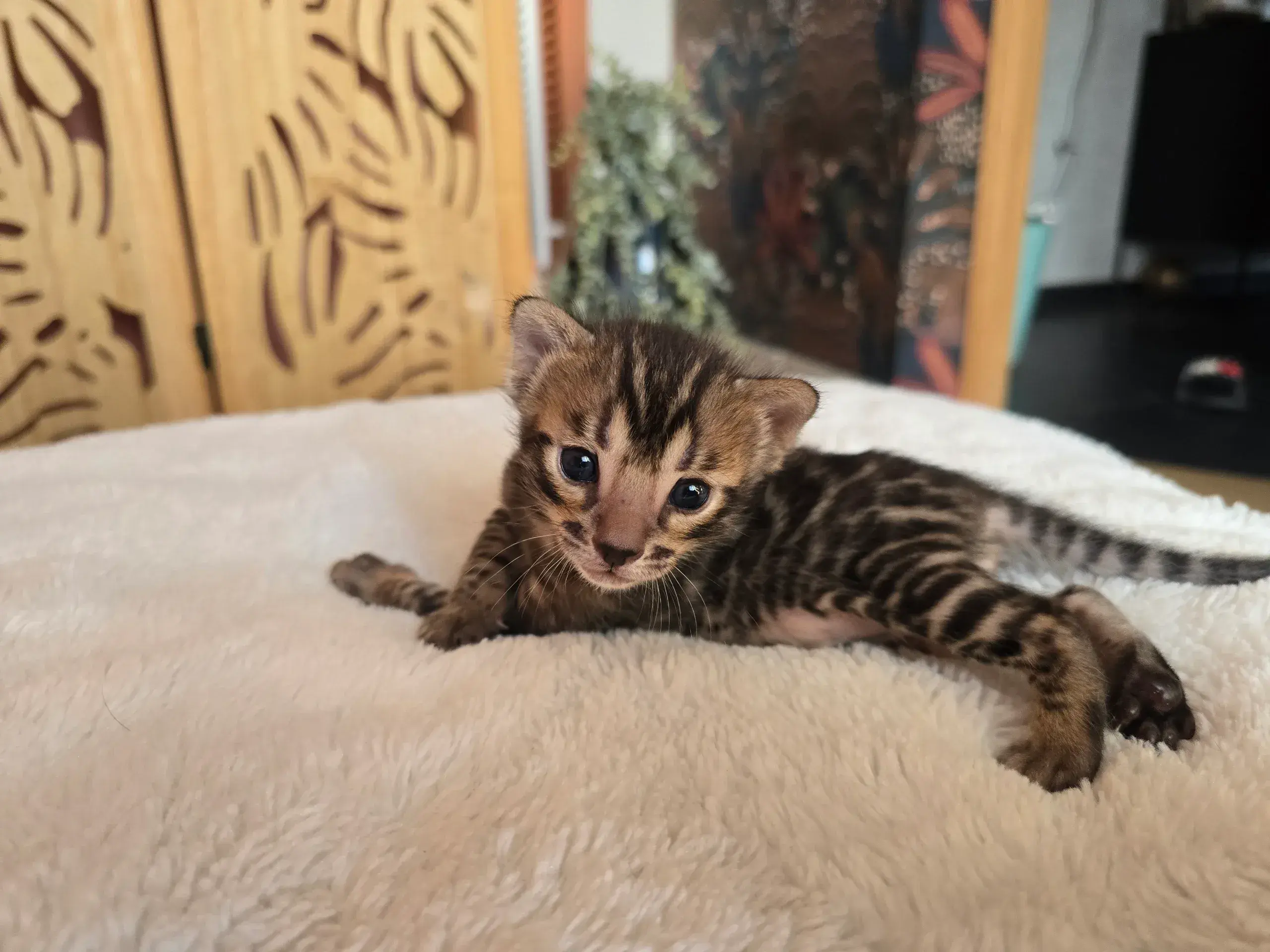 Chaton 1