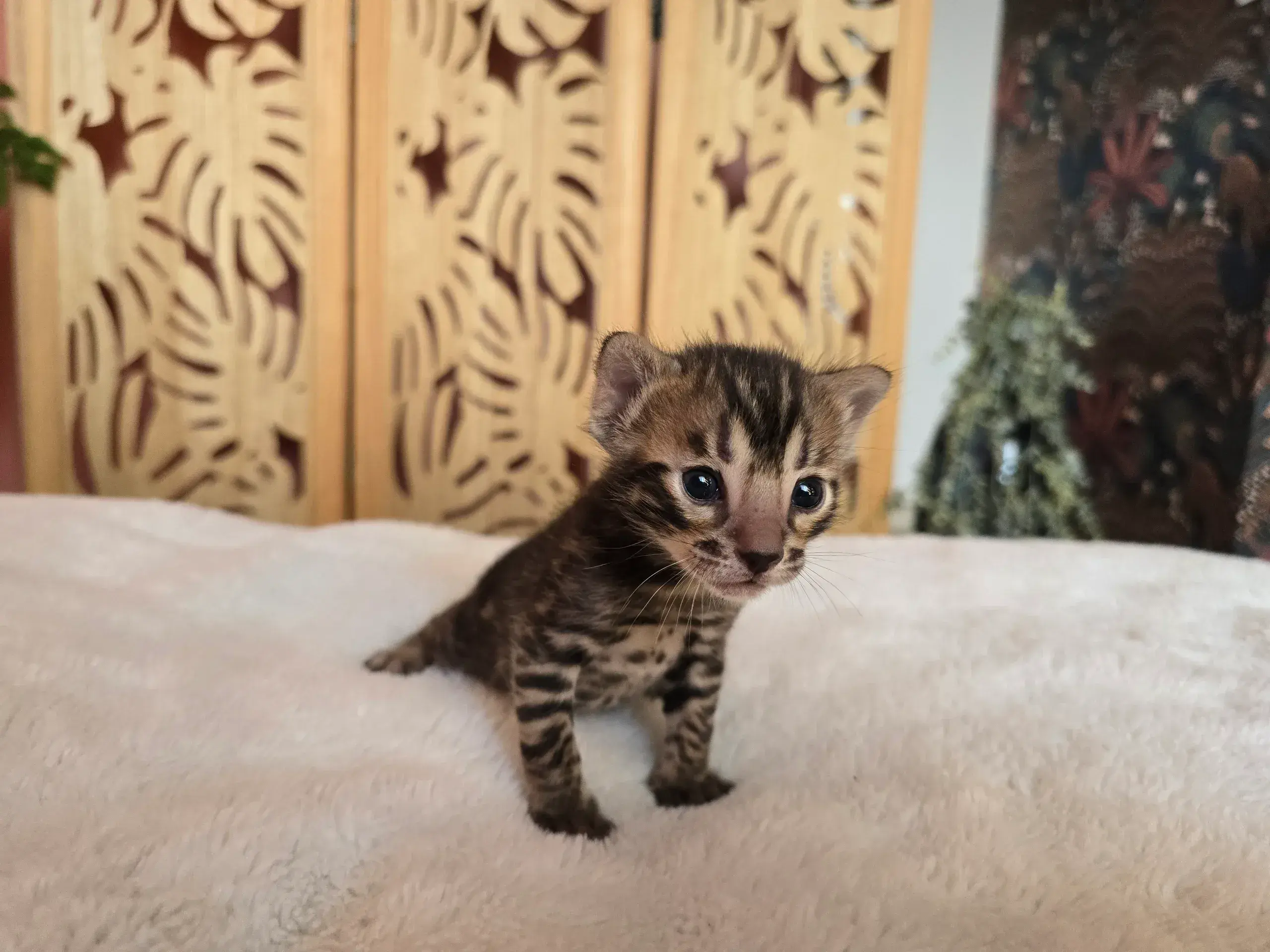 Chaton 1