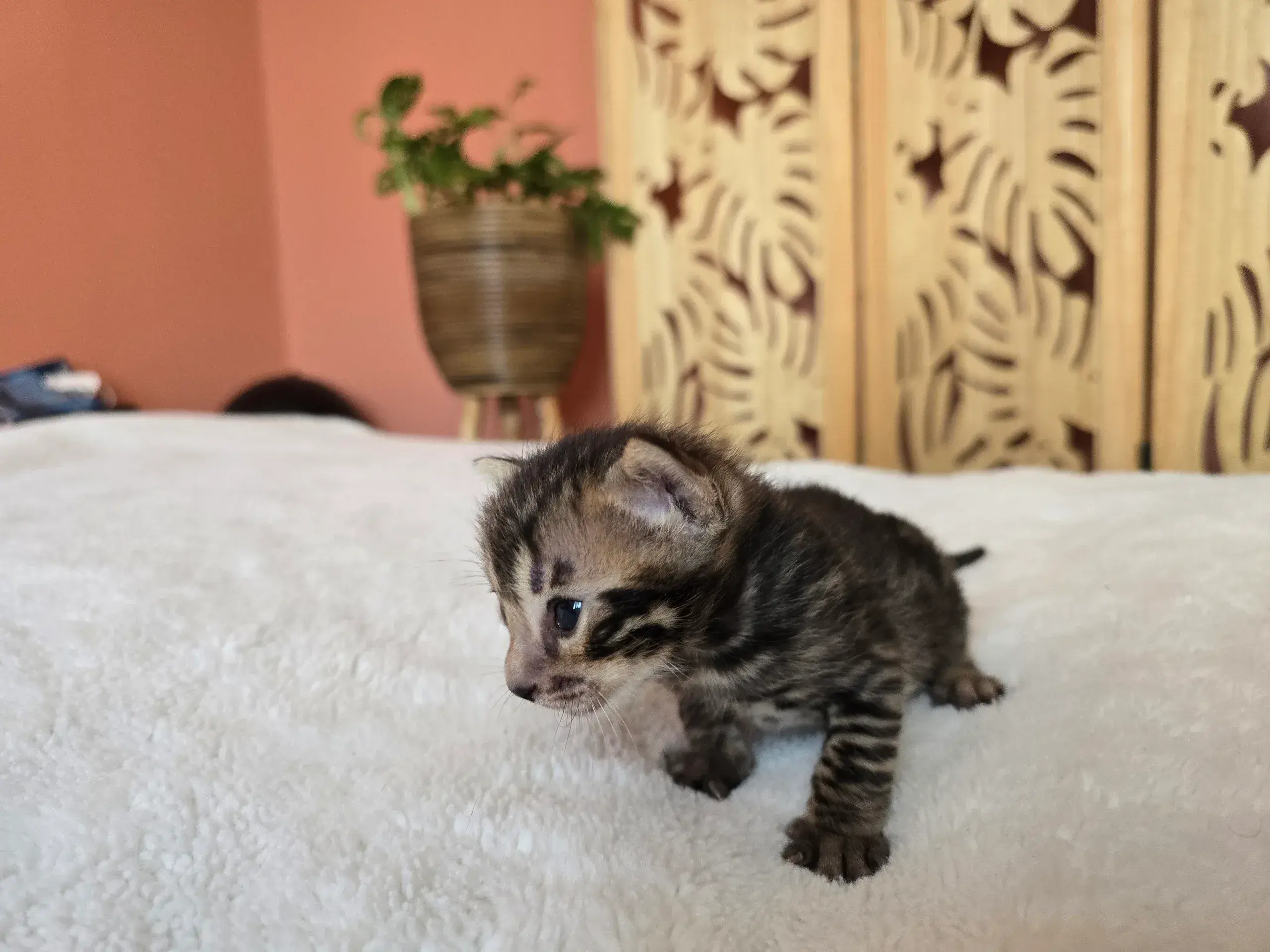 Chaton 1