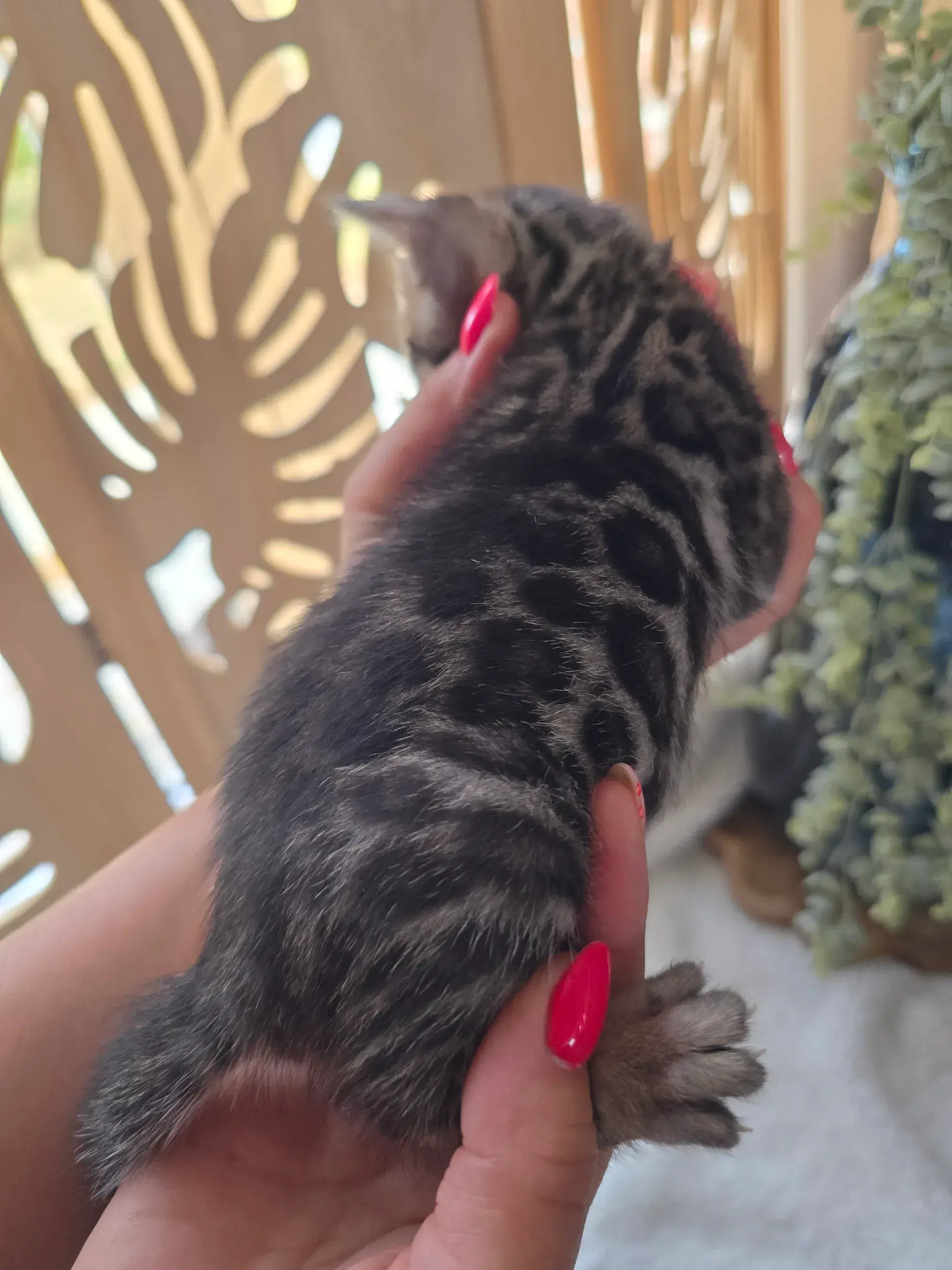 Babychou 1