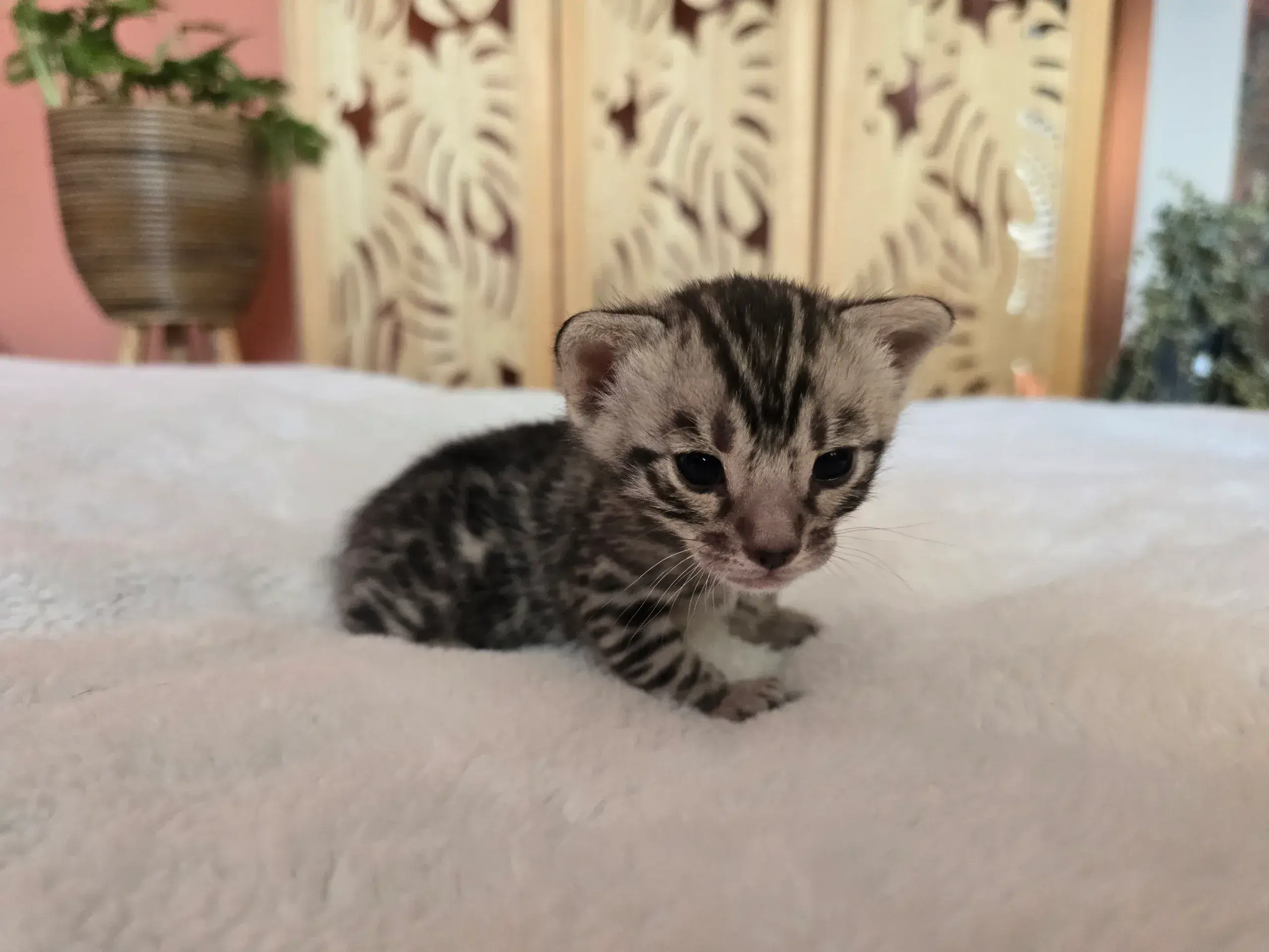 Chaton 2