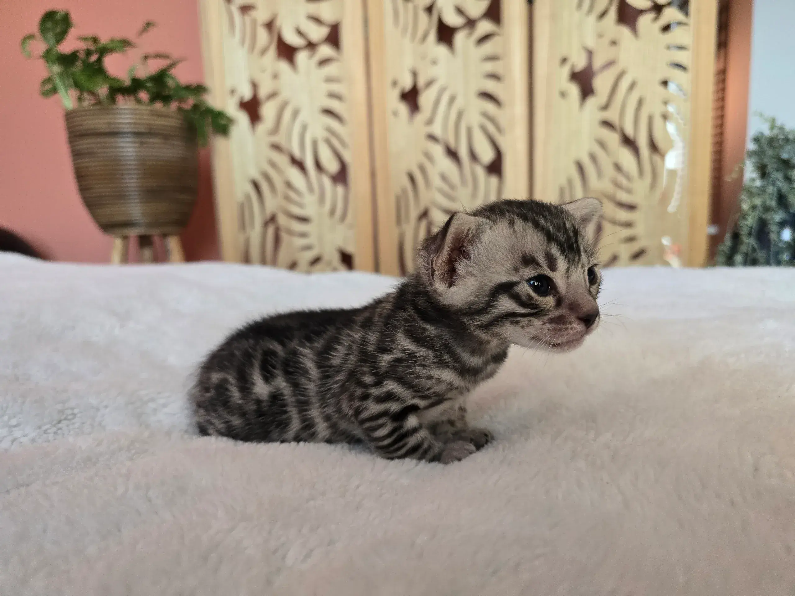 Chaton 2