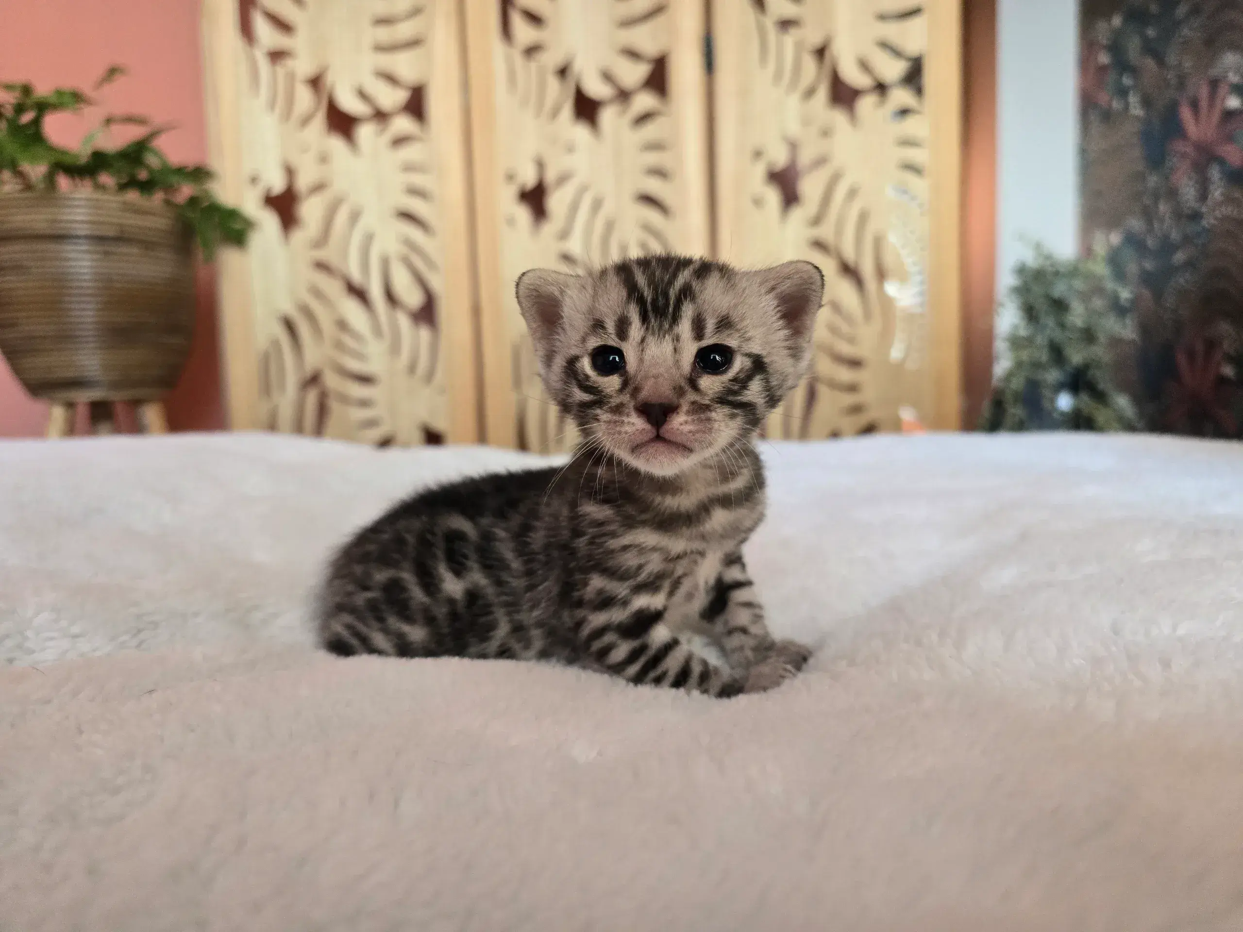 Chaton 2