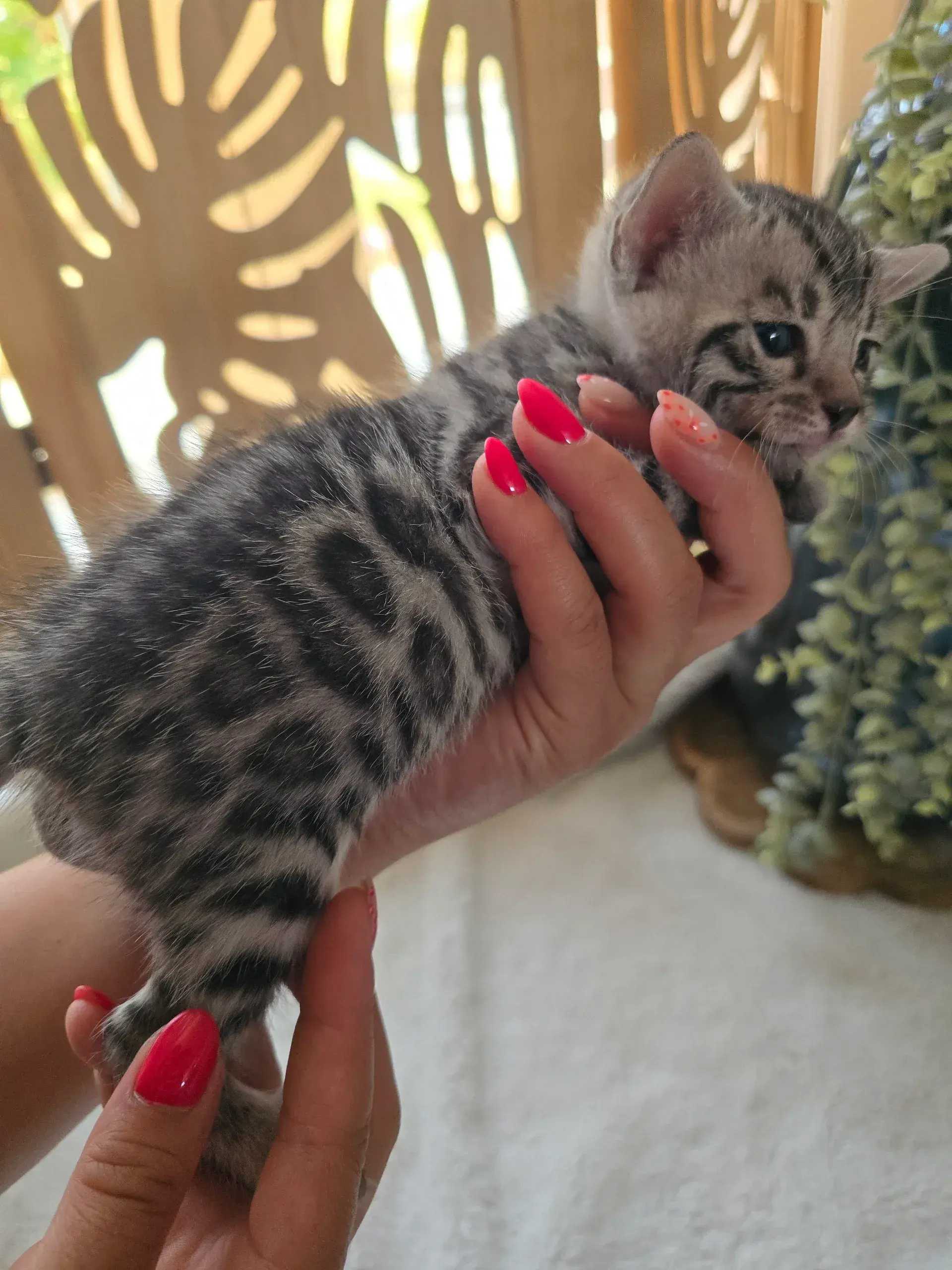 Babychou 2
