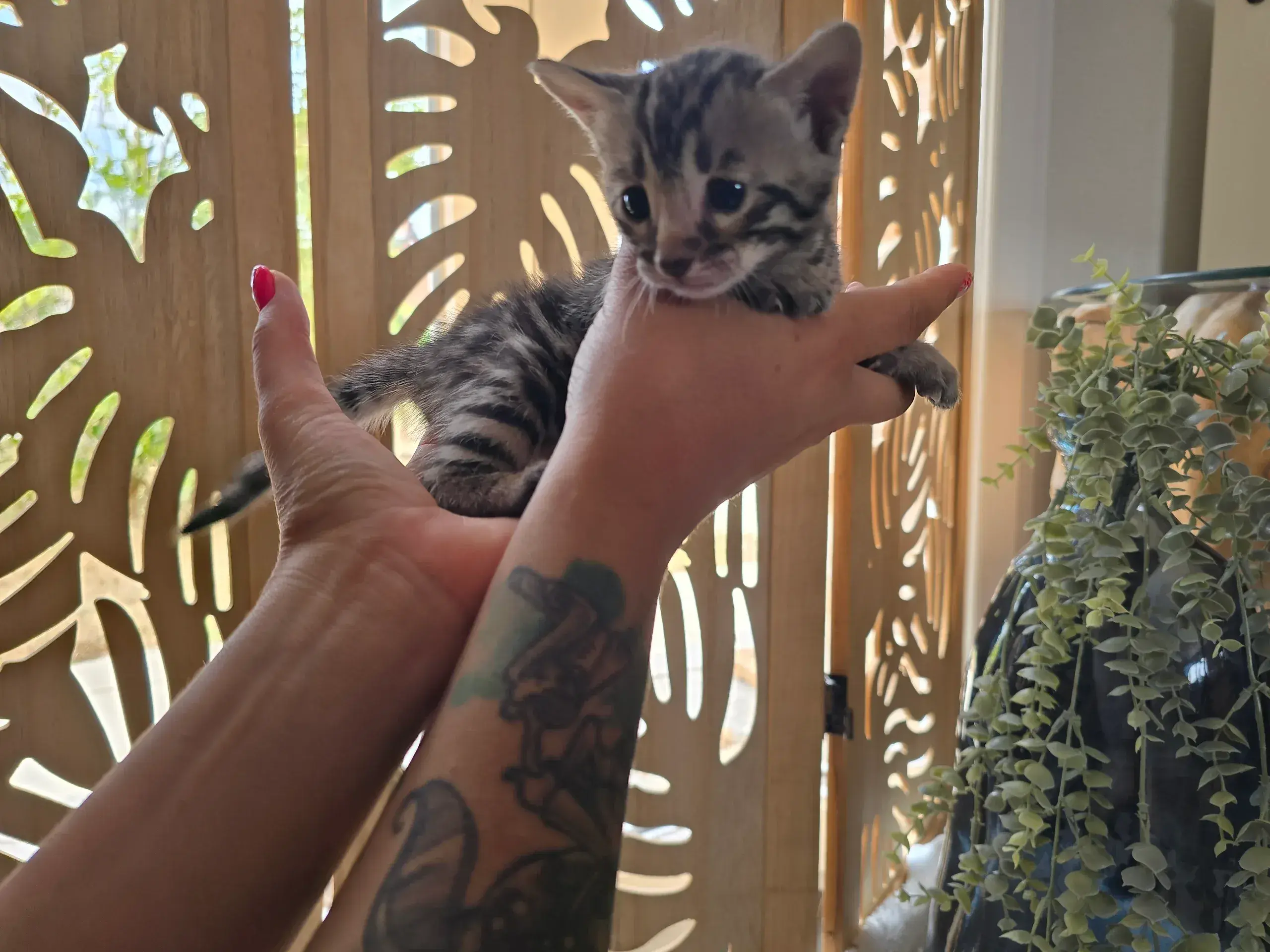 Babychou 3