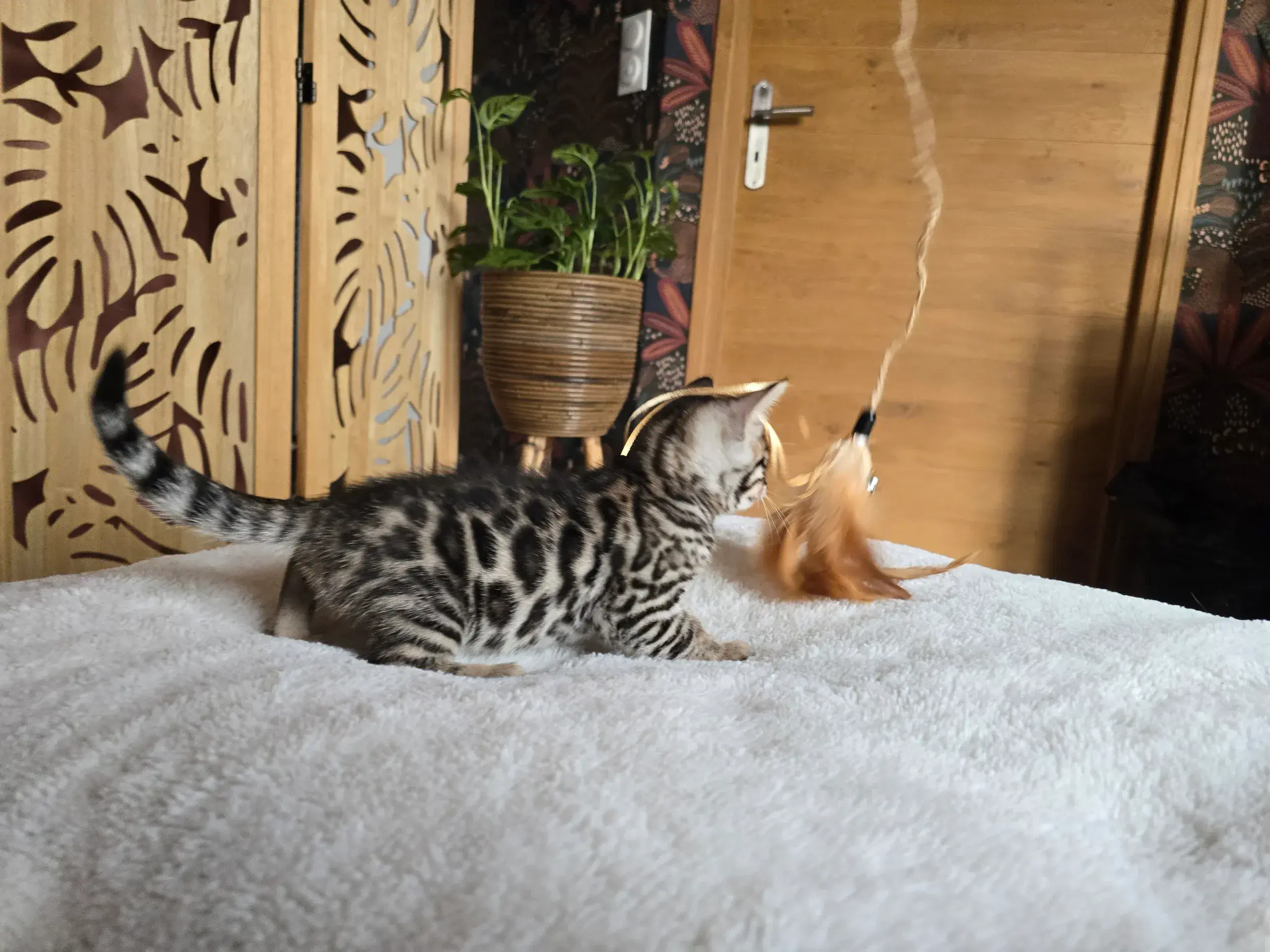 Babychou 3