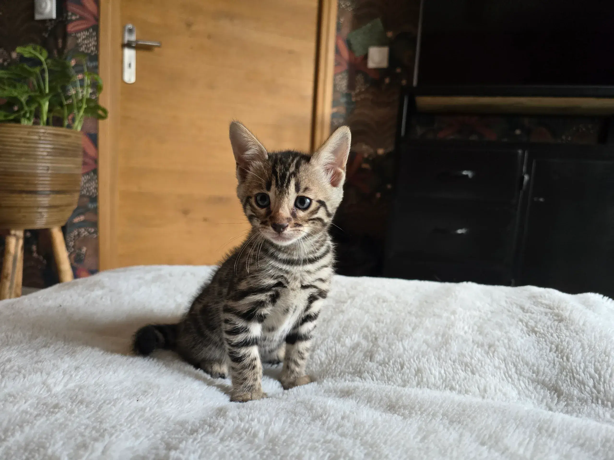 Babychou 3