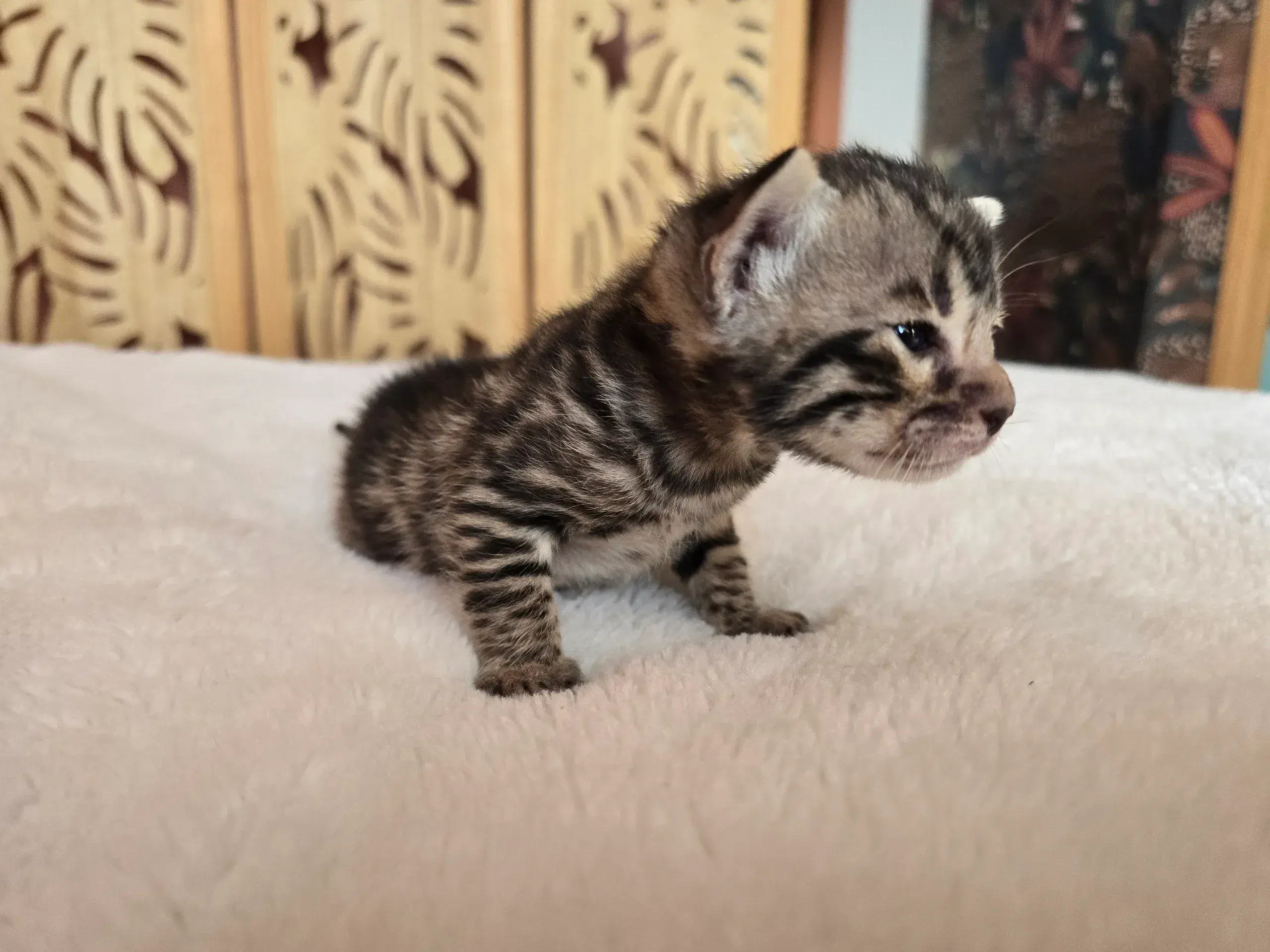 Babychou 3