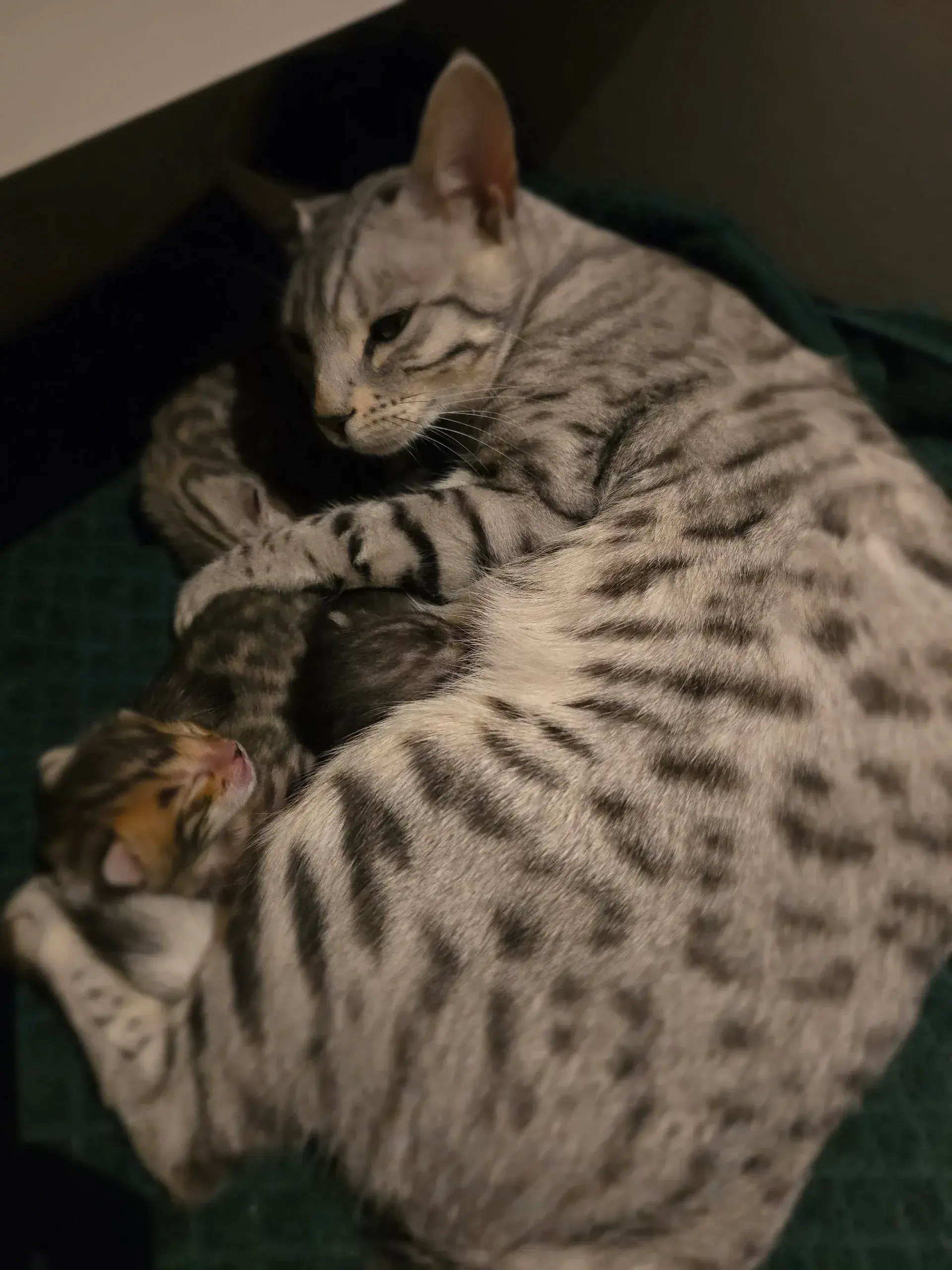 Babychou 1
