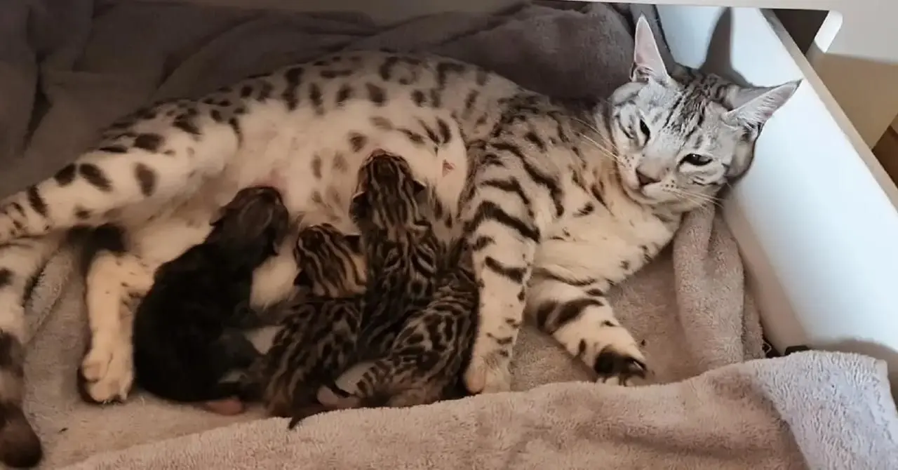 Babychou 2